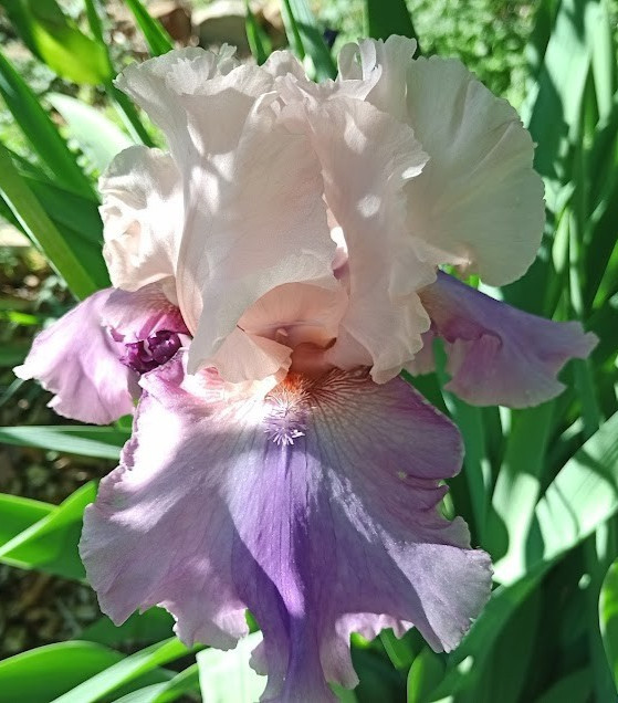 (4) TALL BEARDED IRIS RHIZOME RANDOM MIX BEAUTIFUL FLOWERS ROOT GARDEN PLANTS
