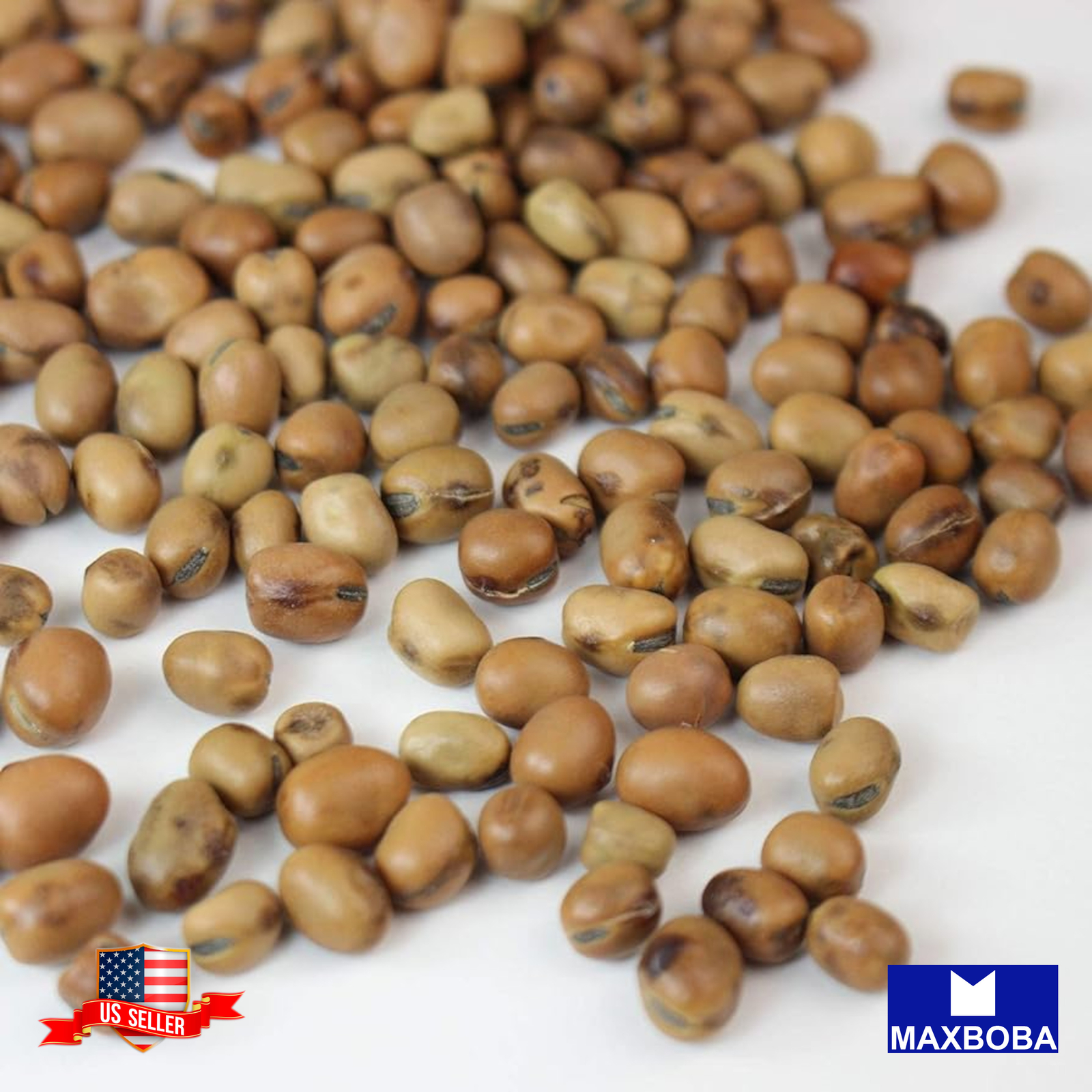 Bean Seeds – Fava – Organic Non-GMO Heirloom Garden