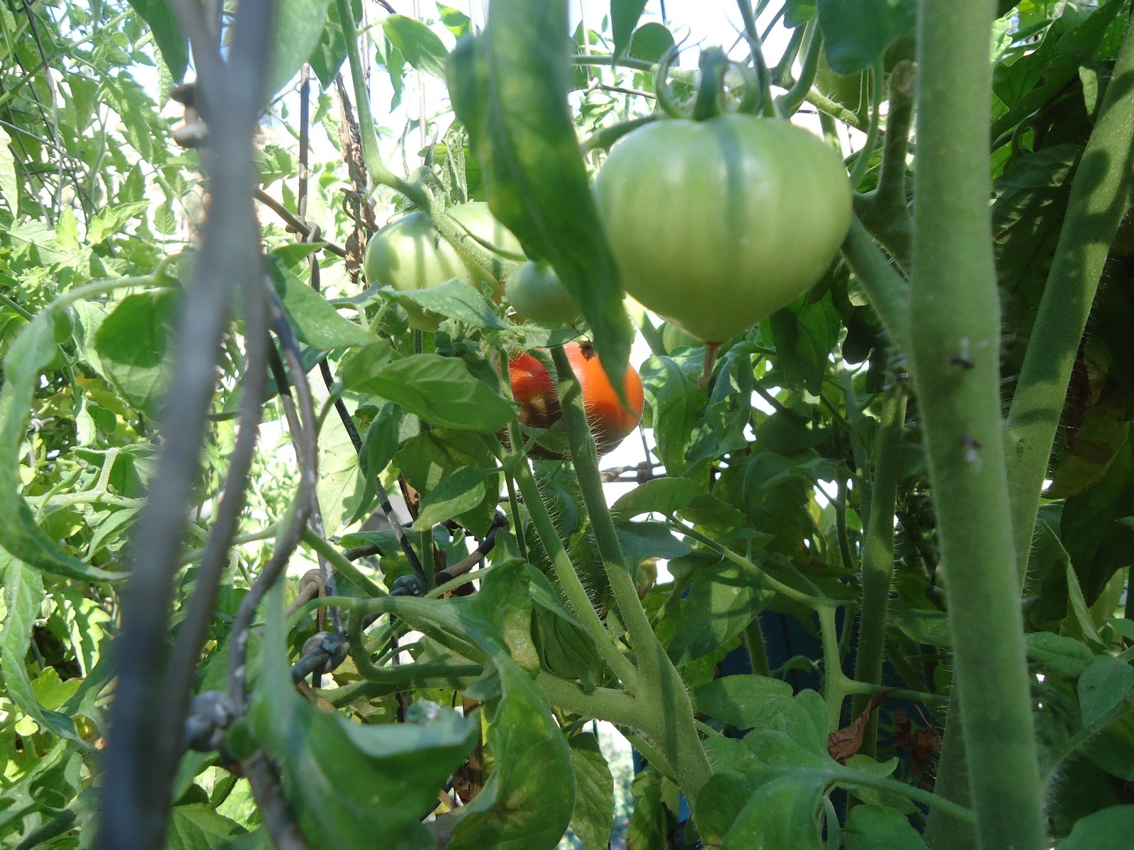 Beefsteak Tomato 20 seeds *HEIRLOOM* Seeds of Life