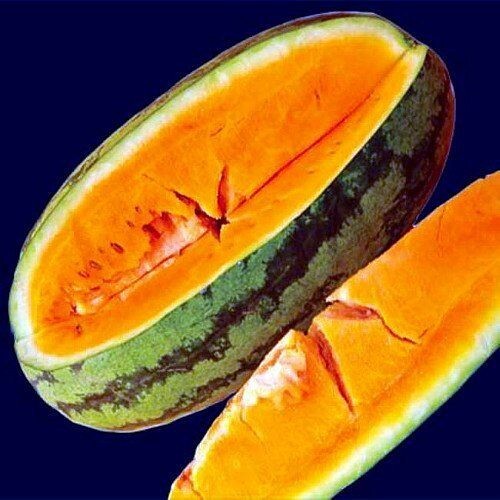 25+ Orangeglo Watermelon Seeds – LARGE – SWEET – 20 to 30 pounds – NON GMO