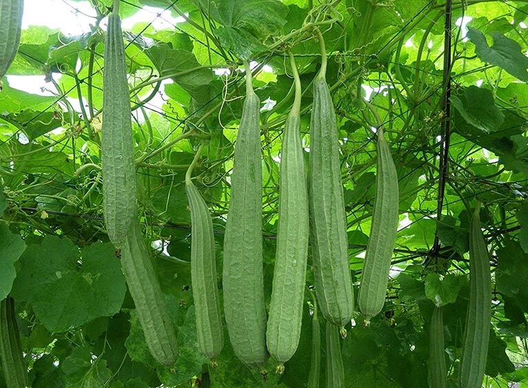 BONANZA ANGLED LUFFA GOURD SEEDS, HẠT MƯỚP KHÍA