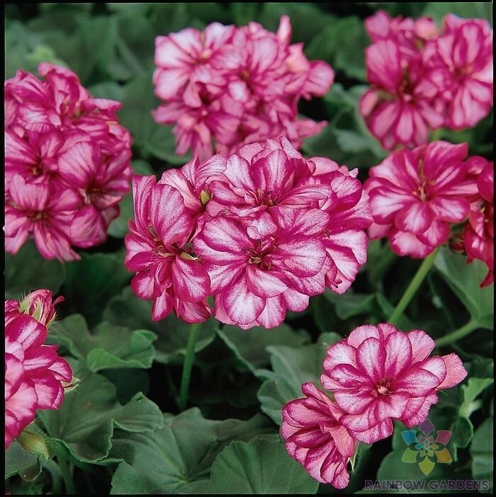 25+ Precision Burgundy Ice Ivy Leaf Geranium Seeds for Garden – FREE SHIPPING!