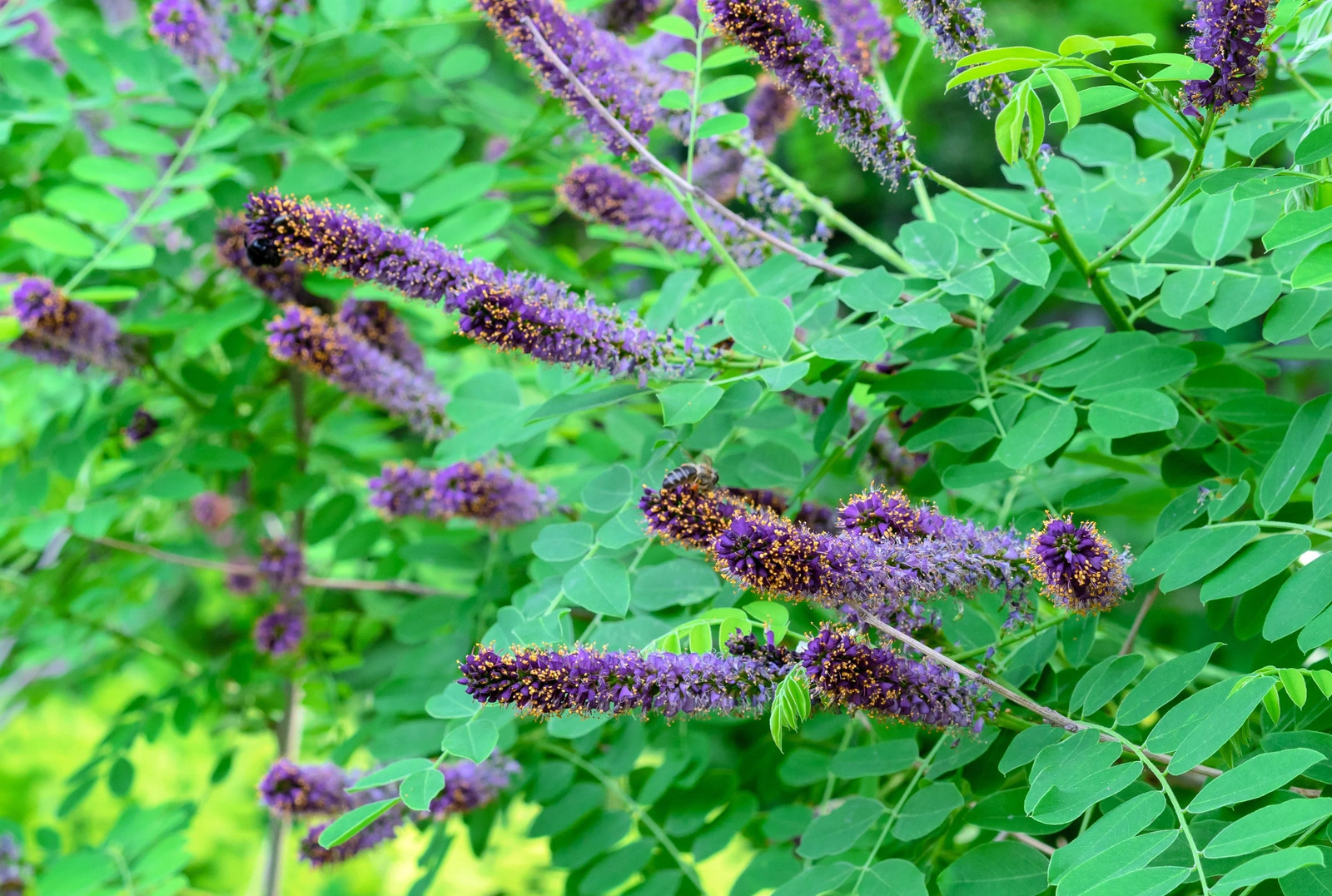 50 FRAGRANT FALSE INDIGO (Dwarf Wild Indigo) Amorpha Nana Flower Seeds
