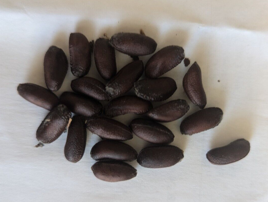 Wintersweet, Chimonanthus praecox Seeds – Lot of 20 (2024)
