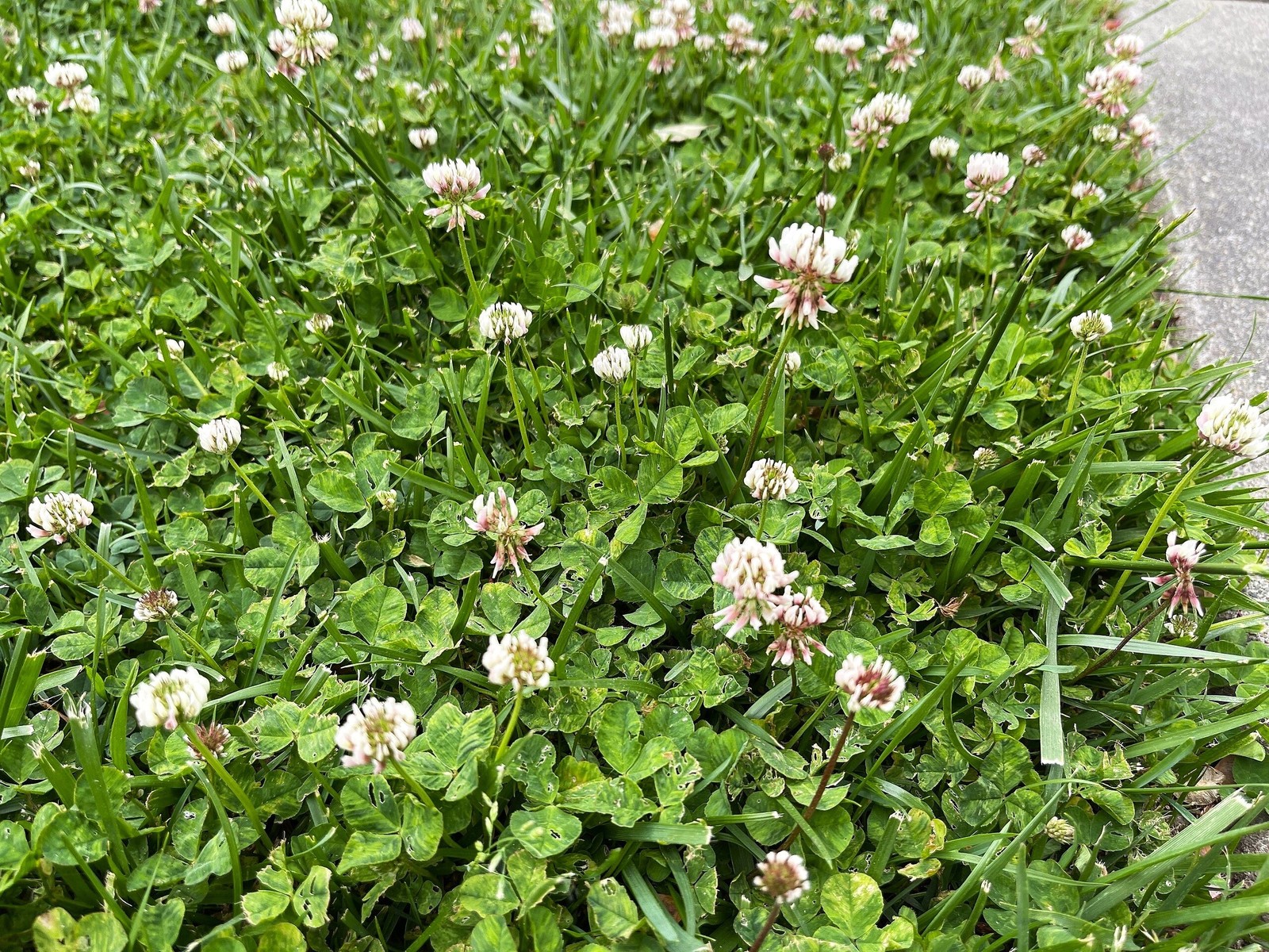 Dutch White Clover Seeds – For 2025 Planting Lush Lawn Cover Landscape Clovers