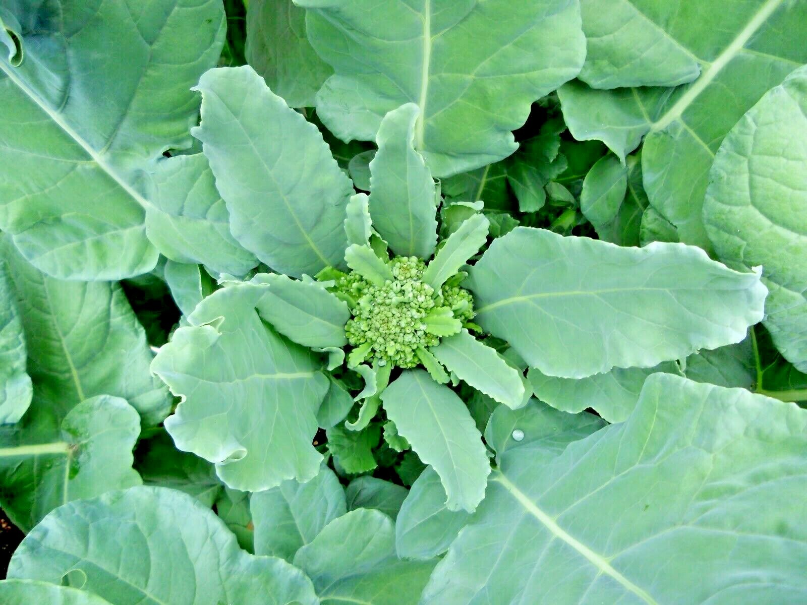 301+Waltham 29 BROCCOLI Seeds Organic Heirloom Cool Season Vegetable Garden Easy
