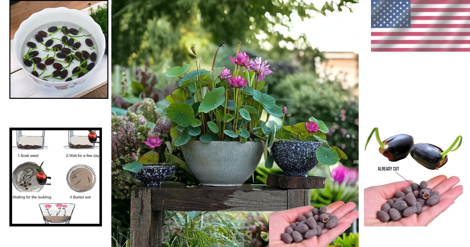 High-Germination Lotus Seeds – 15pcs Mixed Color for Stunning Water Gardens