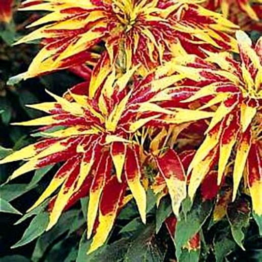 Amaranthus Seeds, Perfecta, Annual Foliage Plant Seeds, Eye Catching Leaves 75ct