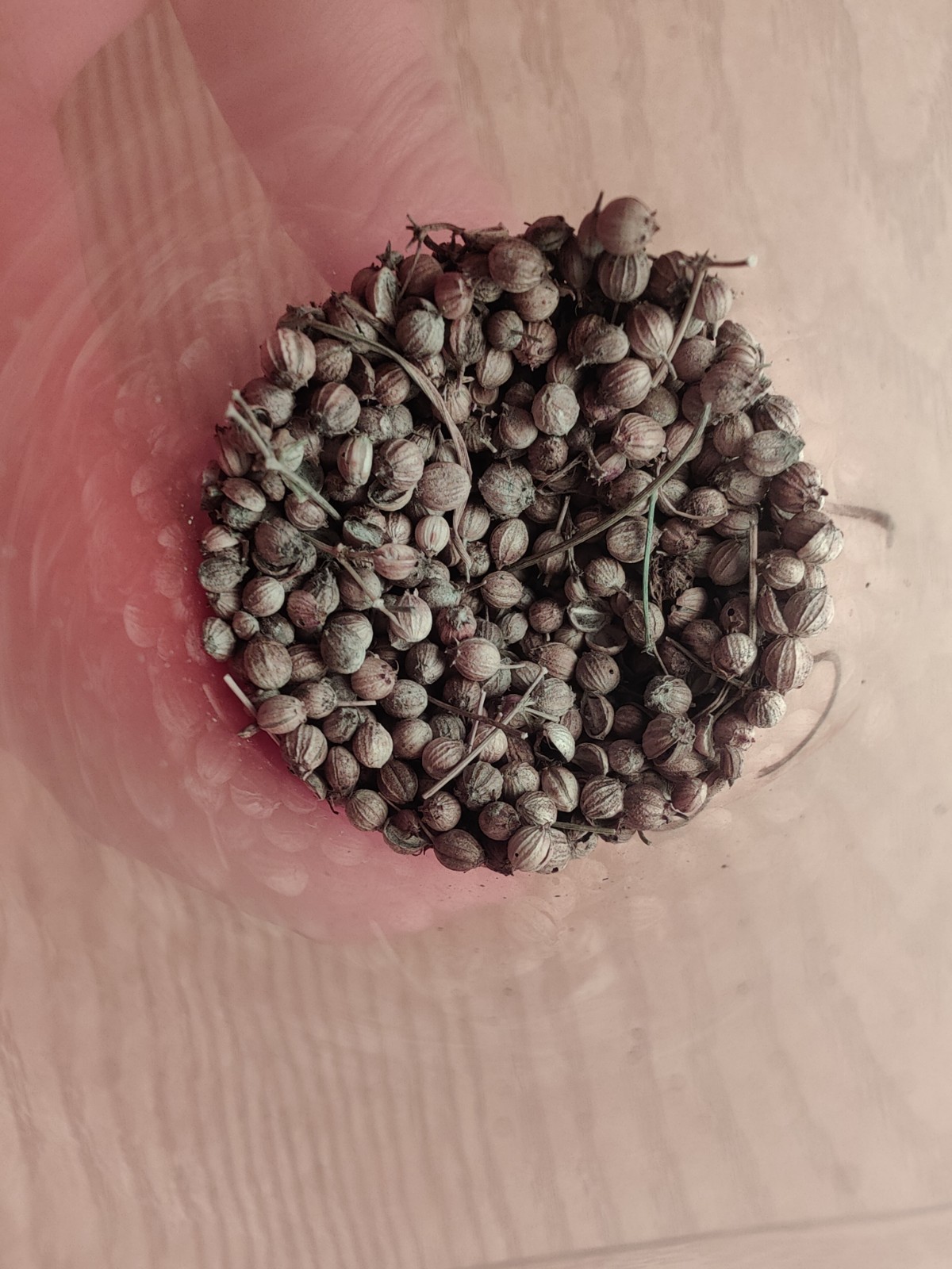 300 Leisure Cilantro | Coriander Seeds | Heirloom / Non-GMO | Free Shipping