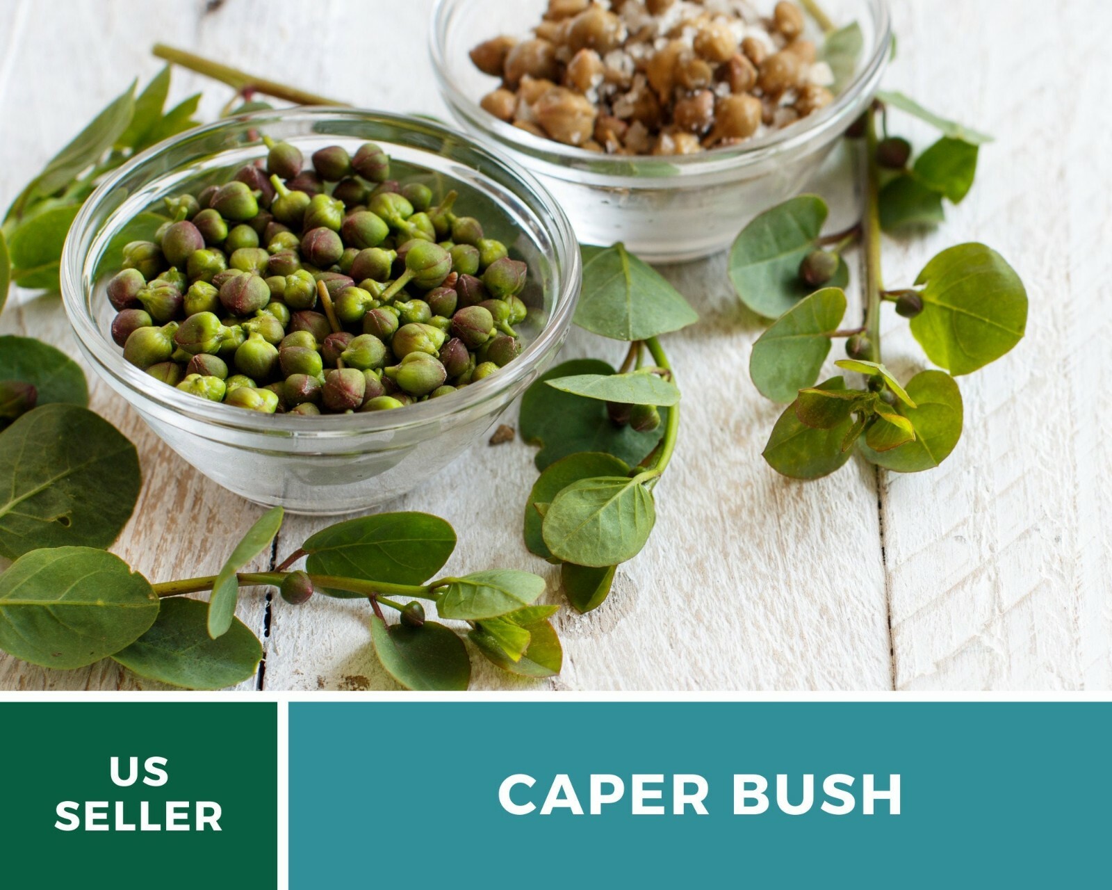 Capers (Caper Bush) – Heirloom Seeds – Culinary and Medicinal Plant (Capparis sp