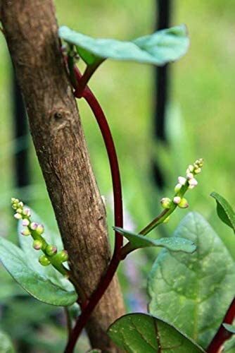 Mixed Malabar Spinach Seeds Green and Red Varieties Leafy Purple 200ct Mong Toi