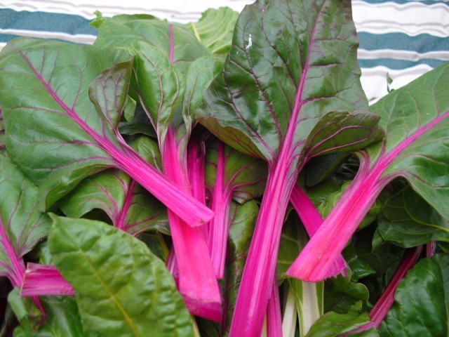 Pink Lipstick Swiss Chard Seeds, NON-GMO, Colorful Salad, Variety Sizes Sold