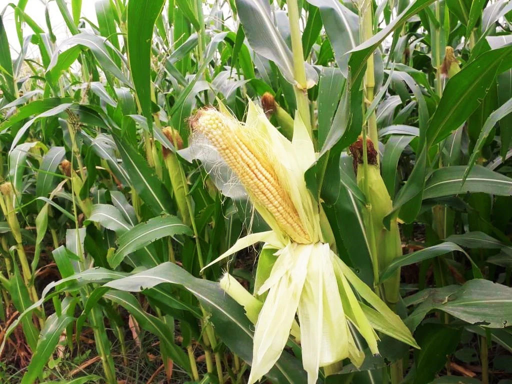 Silver King White Dent Corn Seeds | Open Pollinated Flint Field Feed Silage 2024