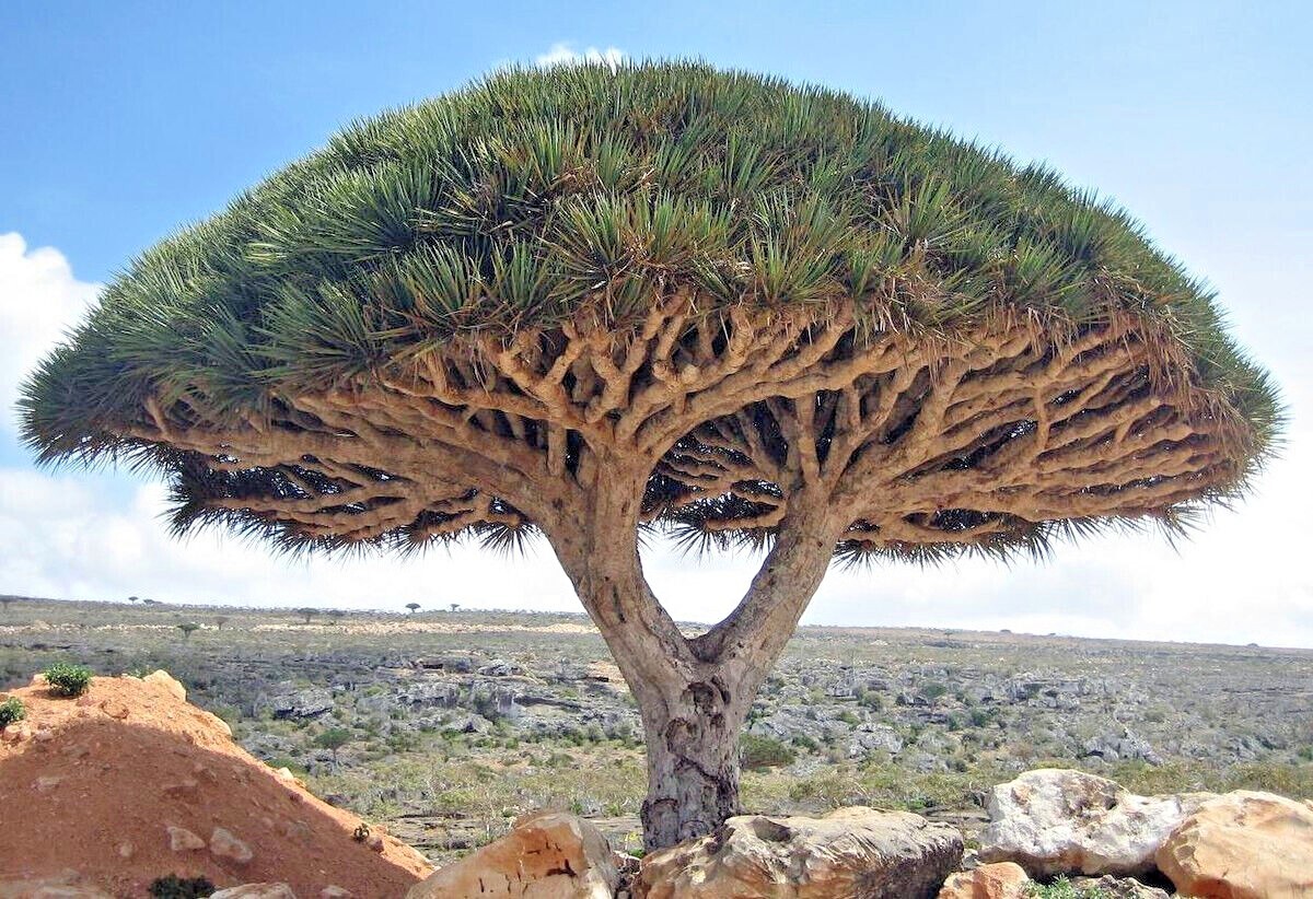 10 Dragon’s Blood Tree Seeds (Dracaena draco) Exotic Canary Island Palm Bonsai