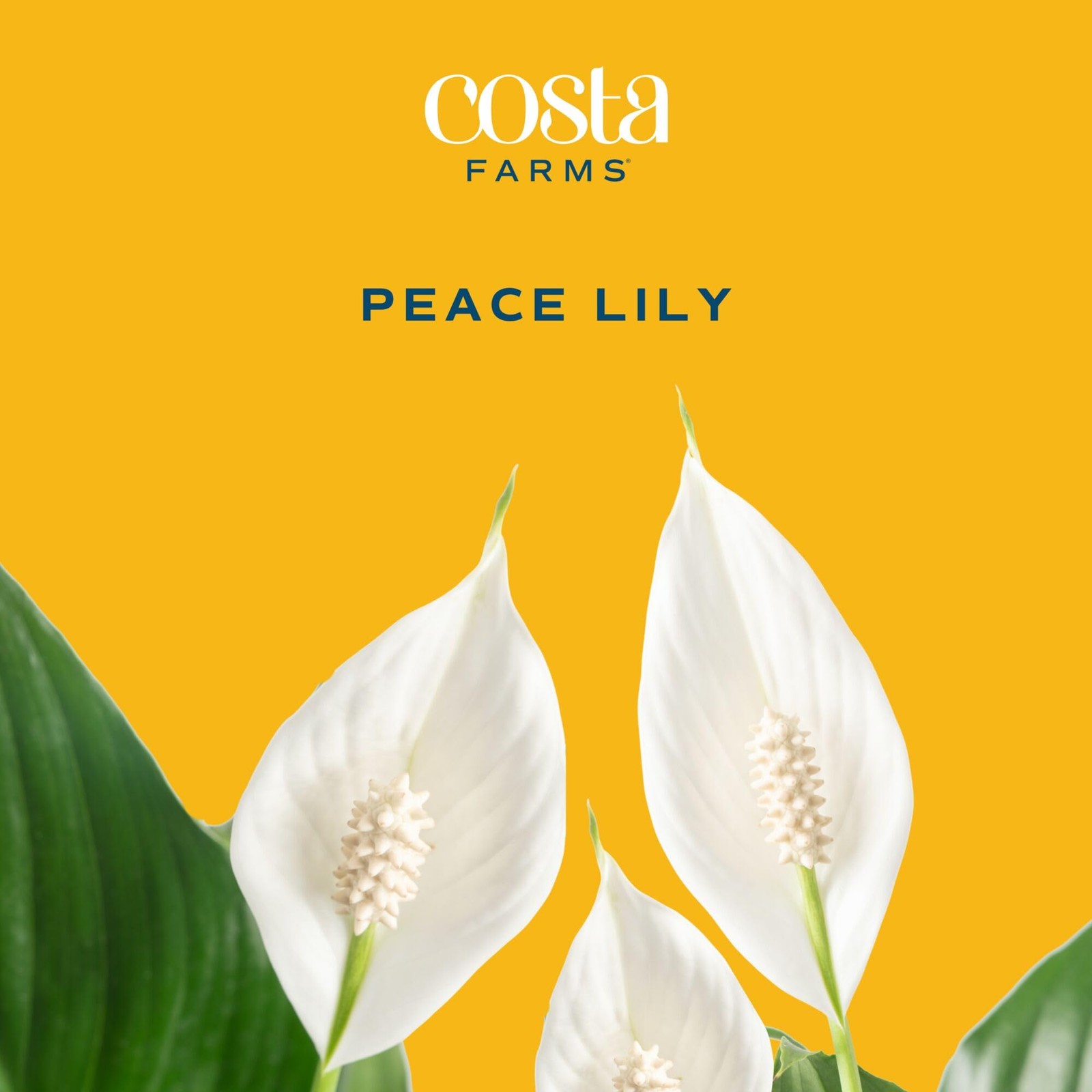 Peace Lily Live Plant in Decorative Pot, Air Purifying Flowering Indoor House…