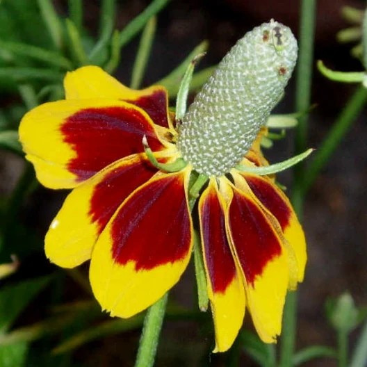 500+ MEXICAN HAT SEEDS — DROUGHT TOLERANT — NATIVE PERENNIAL — RATIBIDA