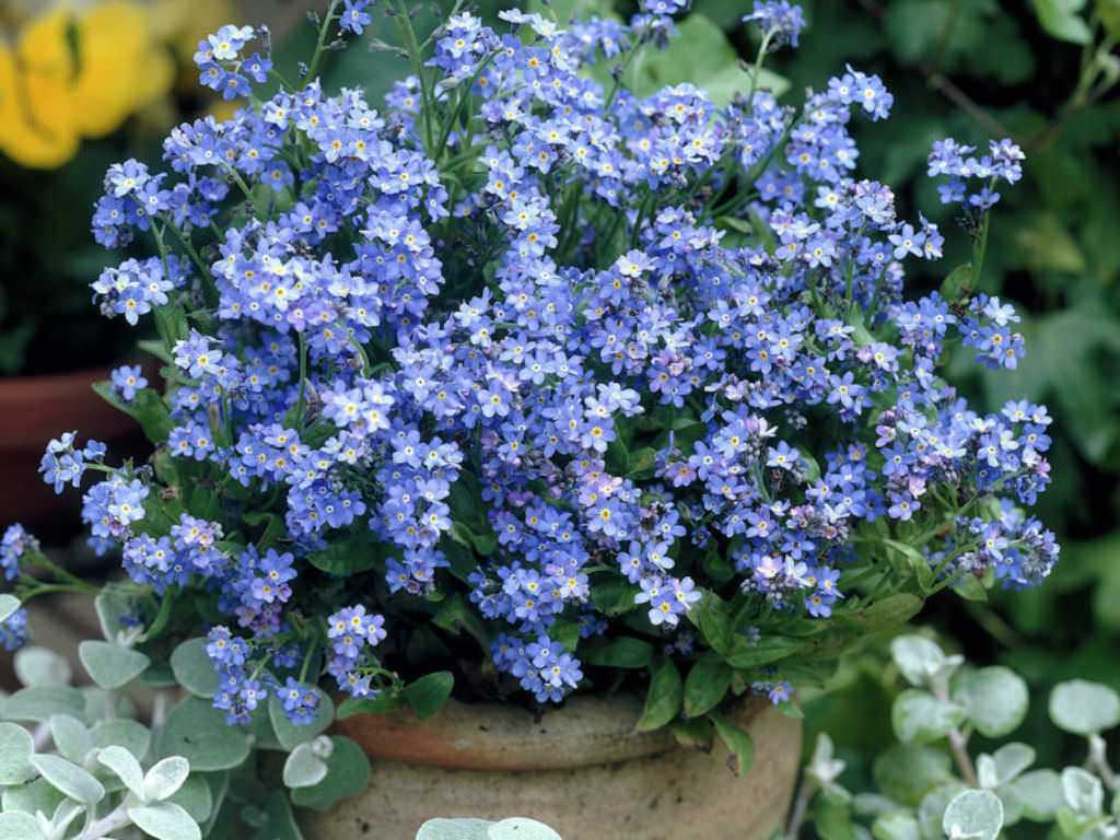 401+FORGET ME NOT Seed Woodland Wildflower Blue Blooms Spring Summer F.Sun/Shade
