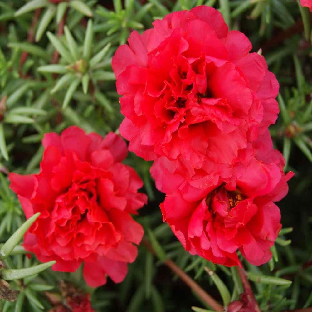 10000+Mixed Portulaca Moss Rose Seeds for Planting Outdoor Beautiful Garden D…