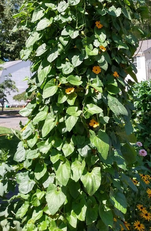 Thunbergia Alata Mixed Orange & White w/Black Eye – 15 seeds🌱