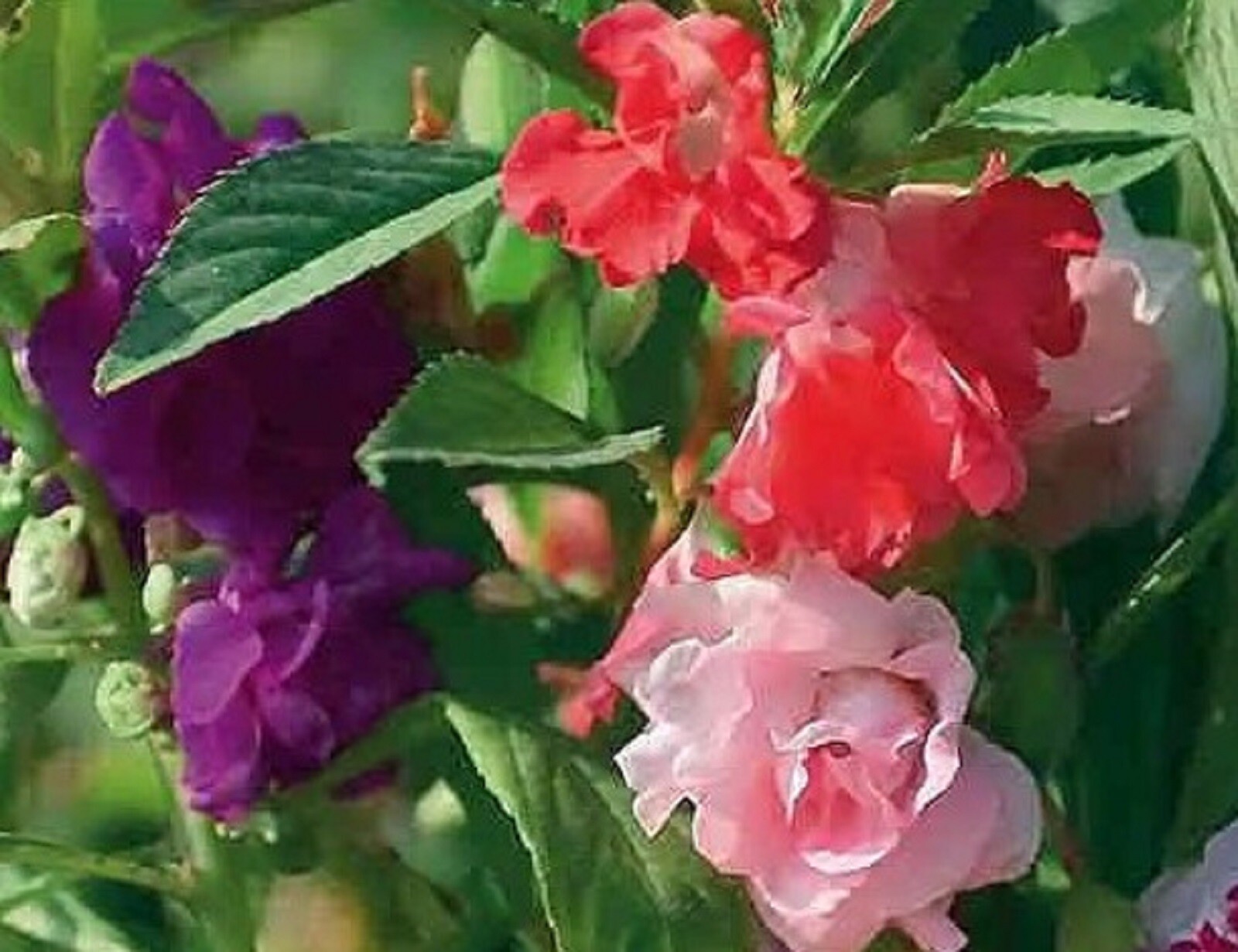 Balsam Impatiens Seeds Tom Thumb 50+ SEEDS –BUY 4 ITEMS FREE SHIPPING
