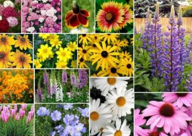 200 MIXED WILDFLOWER SEEDS FREE SHIPPING FRESH SEED