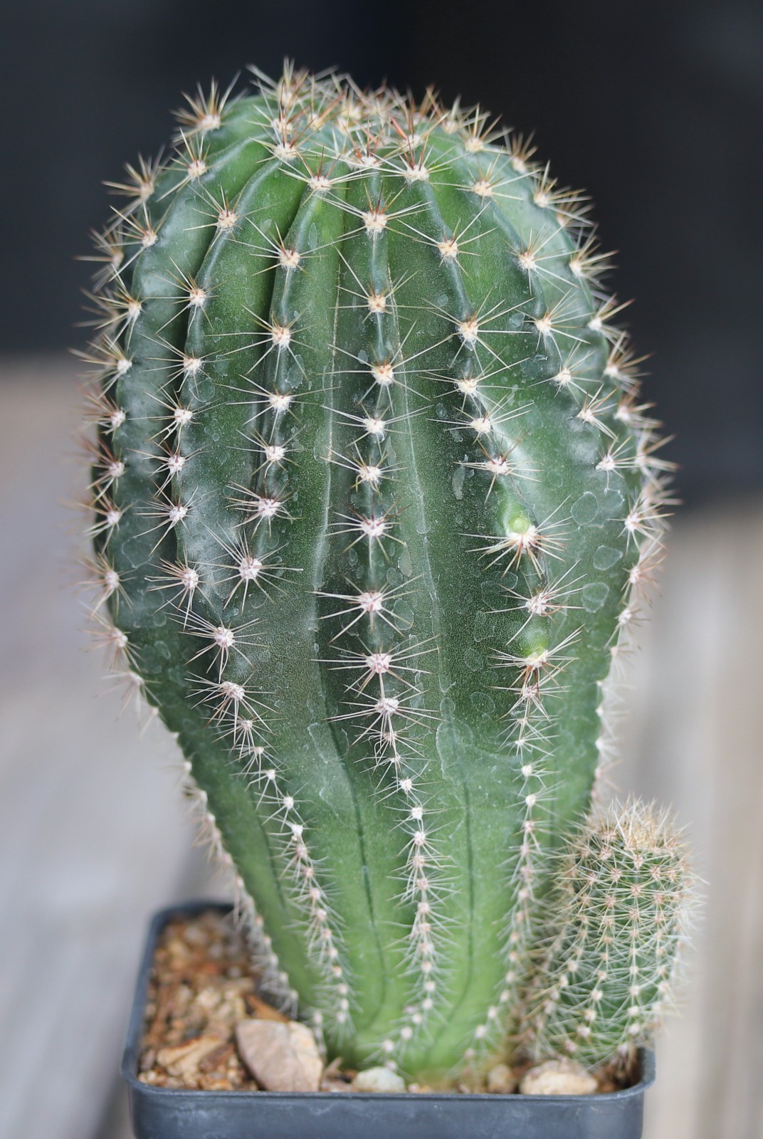 Echinopsis hybrid ‘Hans Sachs’