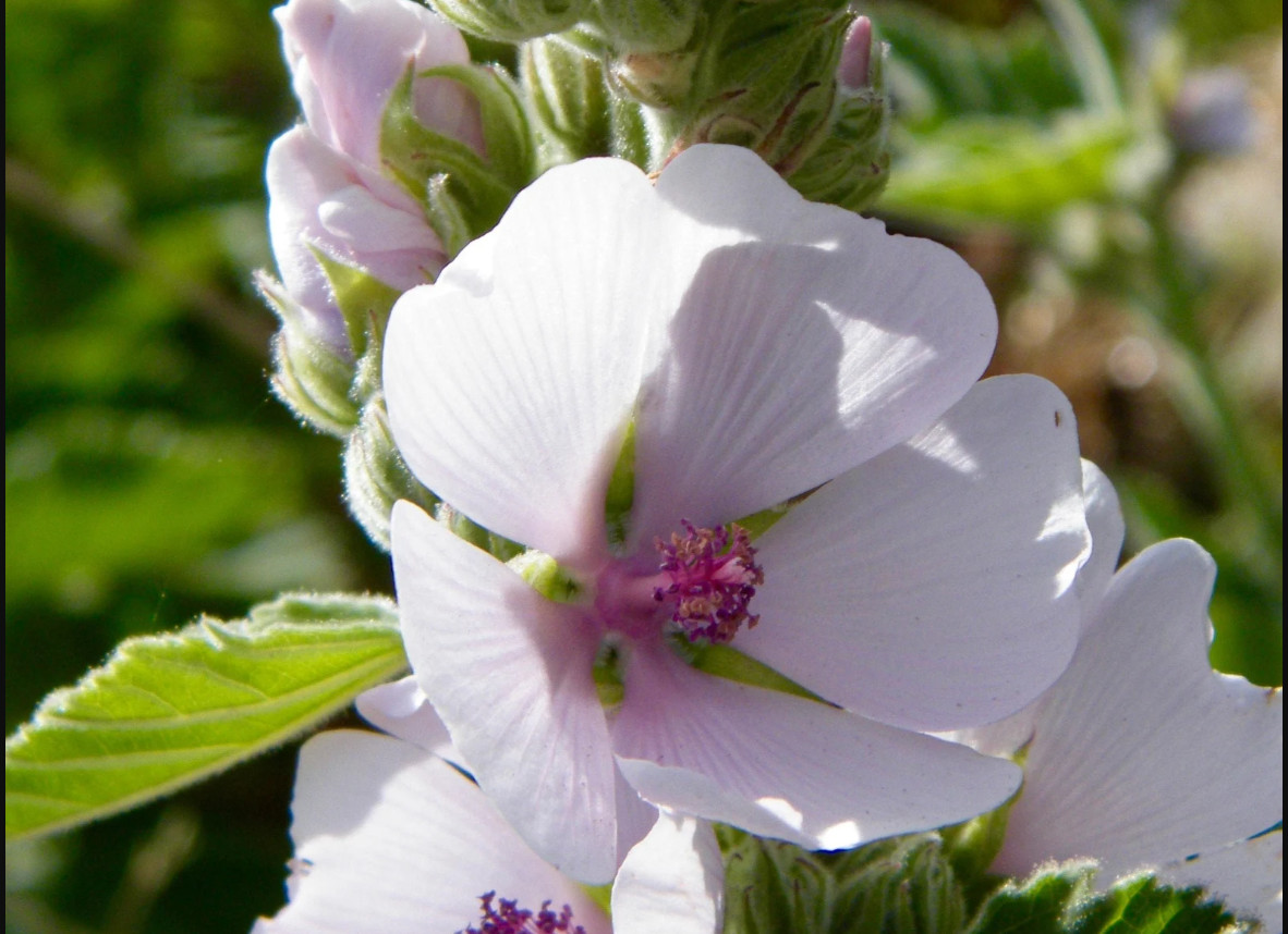 30 seeds| Marshmallow Flower Herb seeds #6002