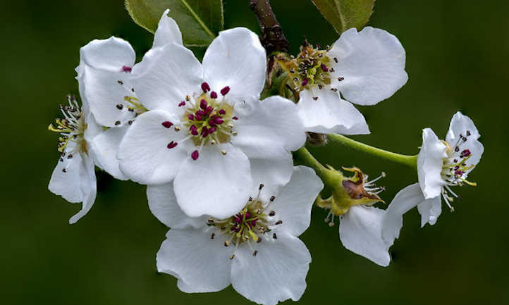 Asian Pear Flowering Tree | Premium Seeds | Pyrus pyrifolia ‘Spring’ | Plants’®