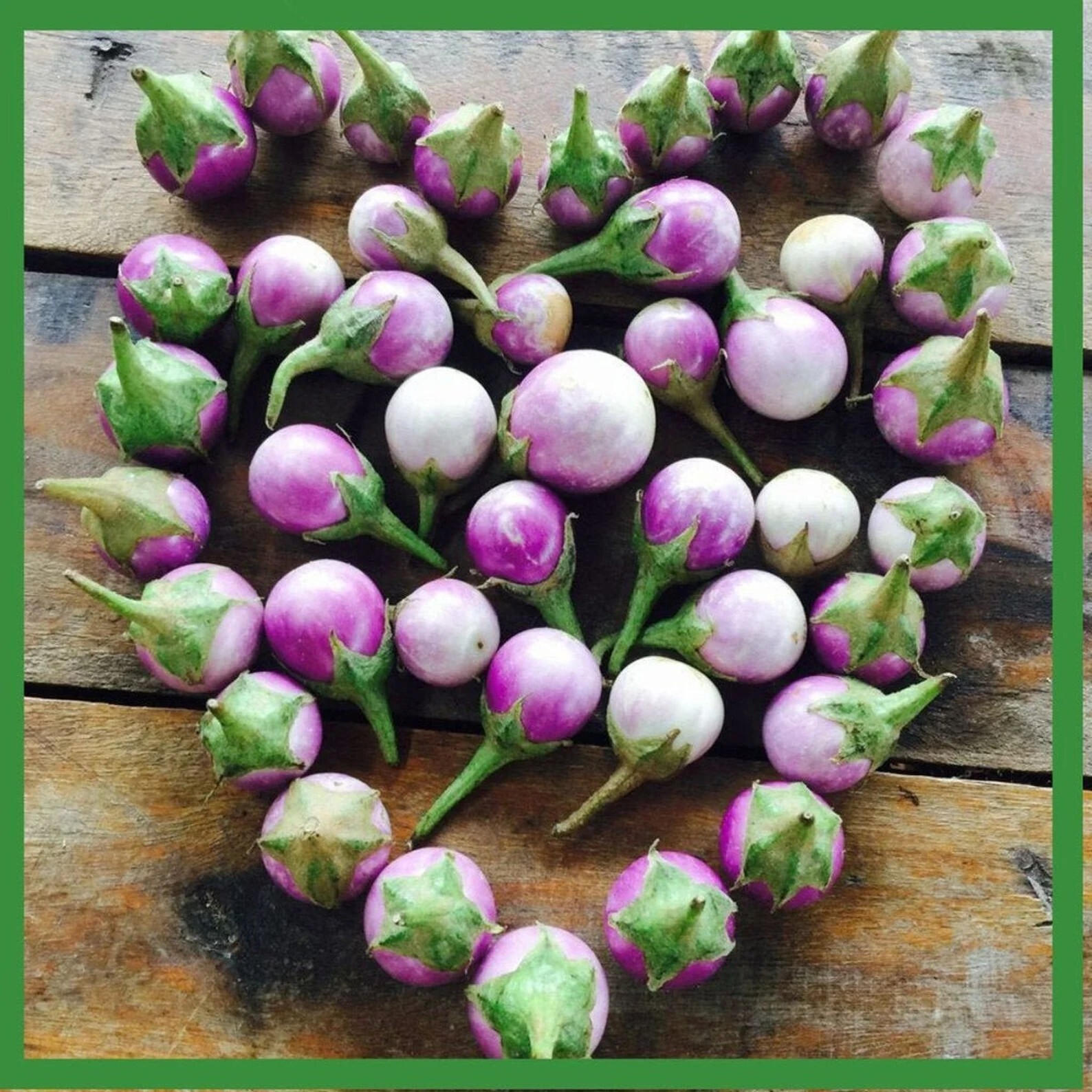 100+ seeds Thai small white Purple Eggplant – Mauve Purple – Hạt Cà Pháo, 2024