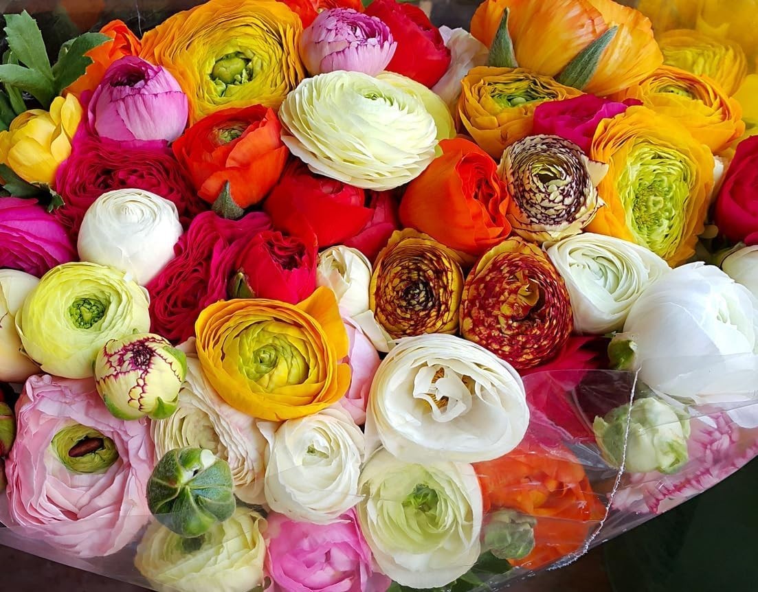 French Peony Mixed Ranunculus Bulbs 12 Large Corms Vibrant Multicolor Blooms