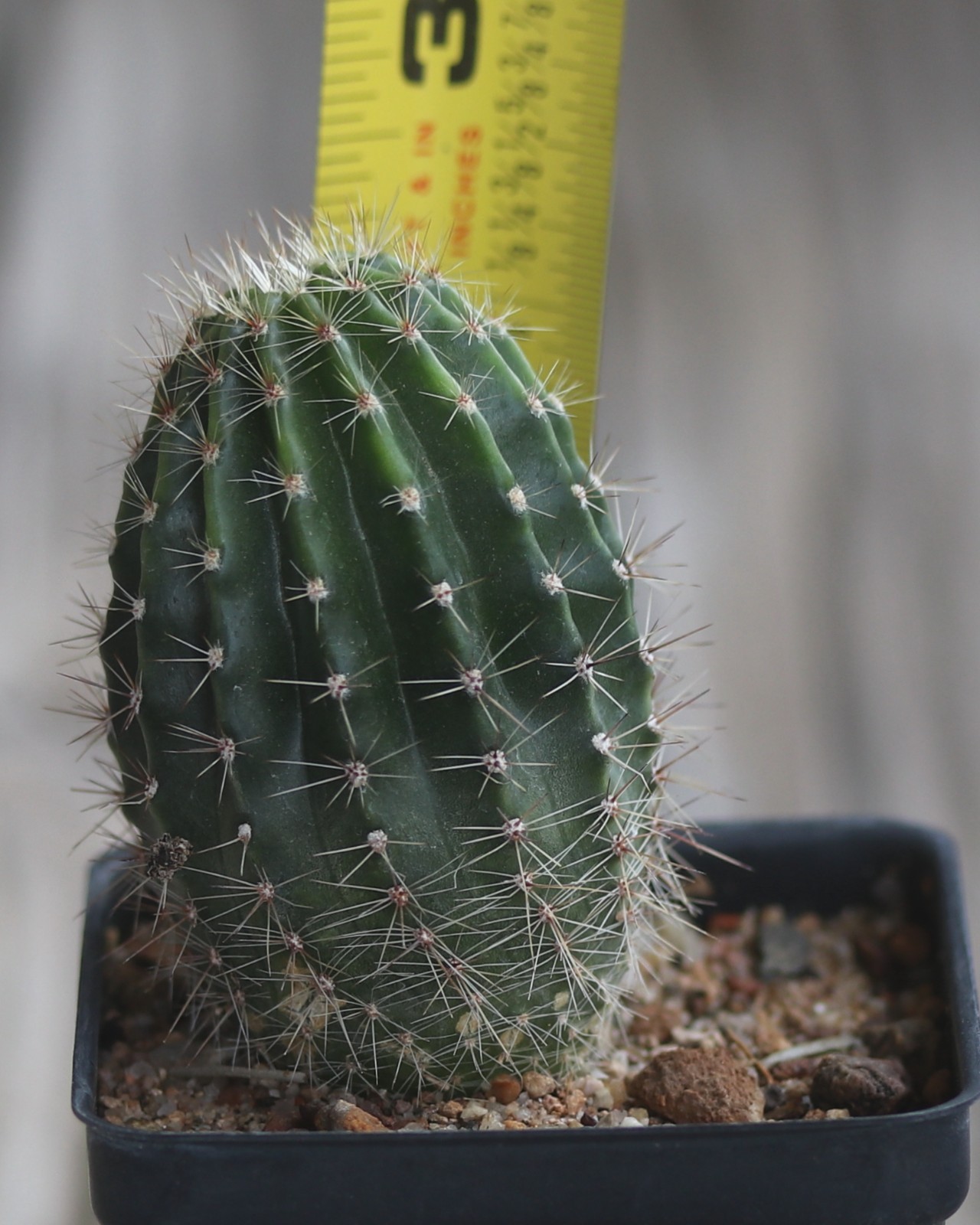 Echinopsis hybrid ‘Baron’