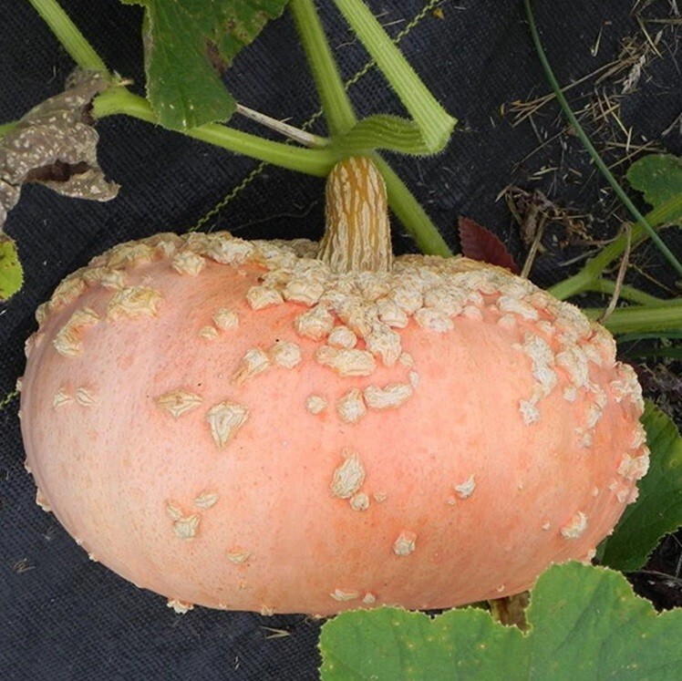 10+ Galeuse D’eysines Seeds French Heirloom Galeux Peanut Squash Non-GMO