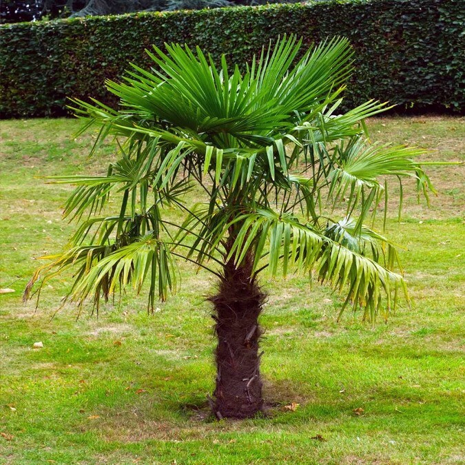 10 WINDMILL FAN PALM Tree Seeds Trachycarpus Fortunei MOST COLD HARDY Palm Plant