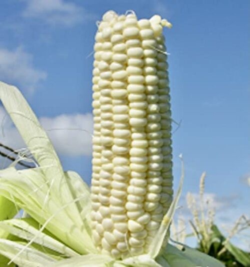 100% Organic, Silver, Hawaiian #9, Super, Sweet Corn, Heirloom, Open
