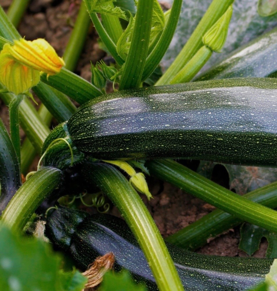 Organic Black Beauty Zucchini Summer Squash, Fresh Seeds for 2026, Ohio 🇺🇸