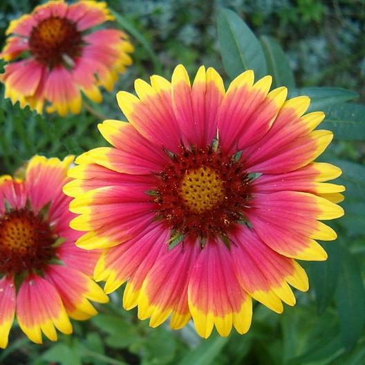 Wildflower Mix NATIVE ALL PERENNIAL Butterflies BEES Heirloom Non-GMO 500 Seeds!