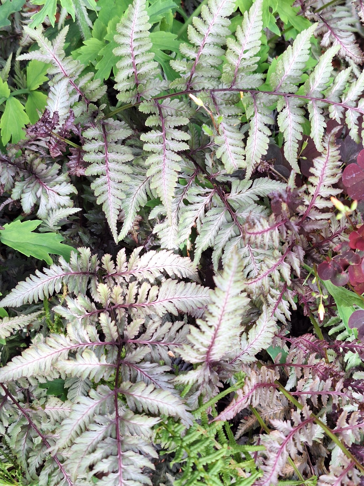 LADY FERN ‘REGAL RED’ 1000 SPORES (SEEDS*) FILIX FEMINA NIPONICUM, COLD HARDY