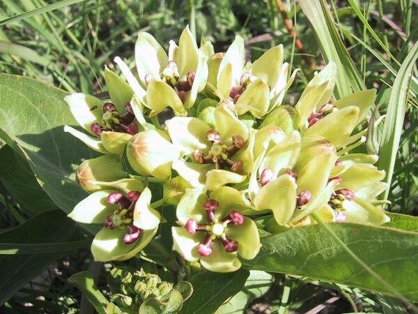 Asclepias viridis | Green Antelopehorn Milkweed | 10 Seeds