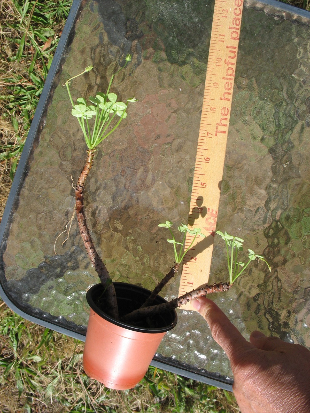 Bonsai Sorrel ~ Oxalis carnosa Caudex Caudiciform megalorrhiza 3.5″ pot #3
