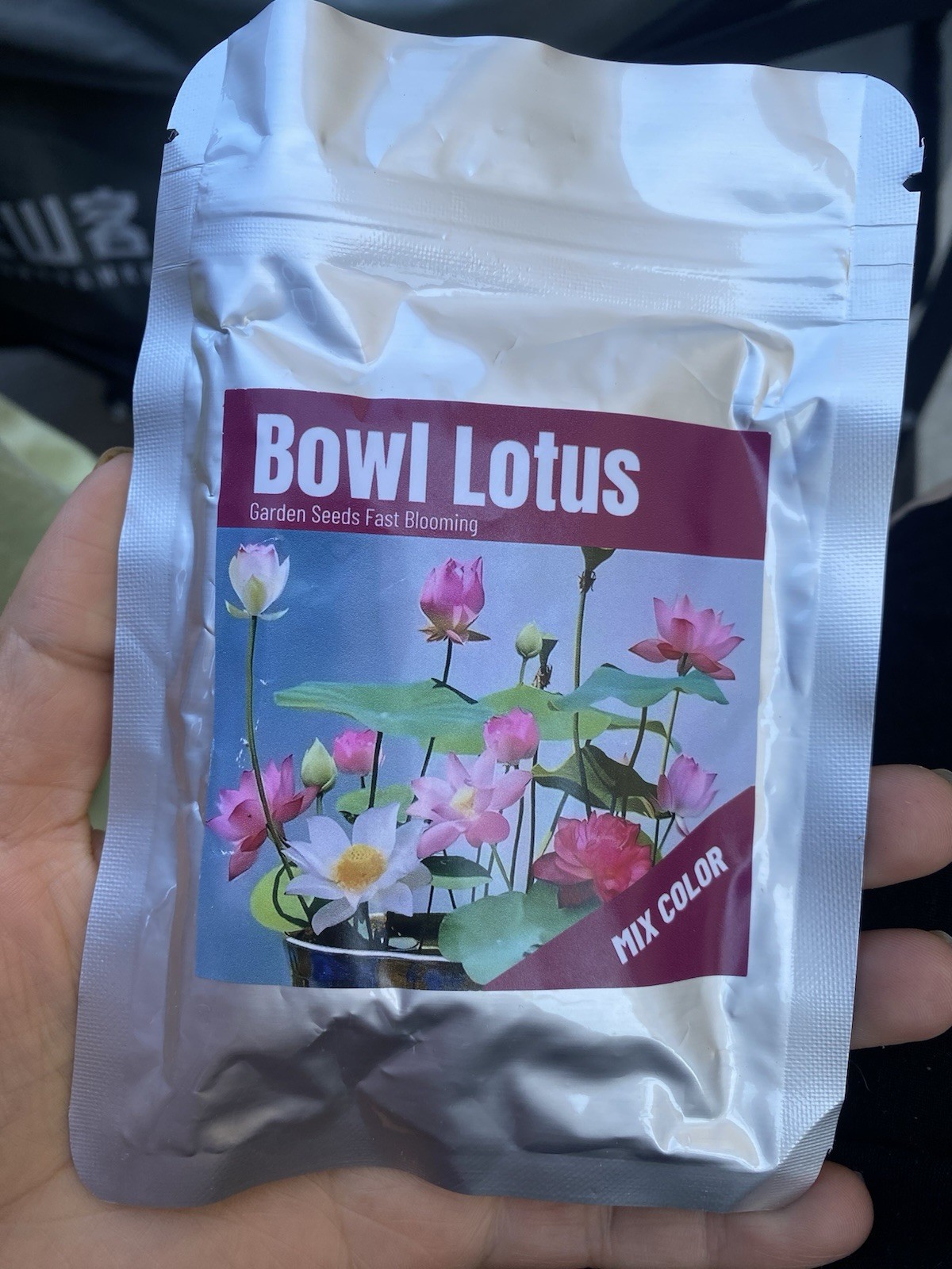 Lotus Seeds – Fast Growing, Easy for Beginners, Beautiful Flowers