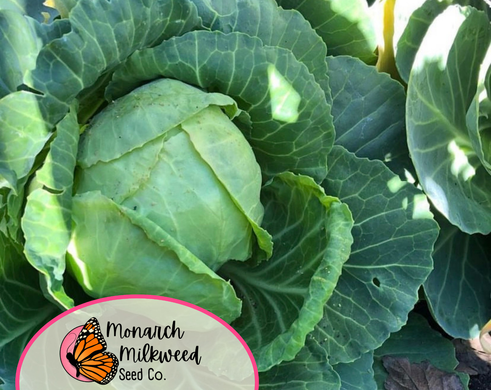 2000+ Cabbage Seeds ‘Golden Acre’ | Heirloom, Non-GMO, Vegetable Garden Seeds