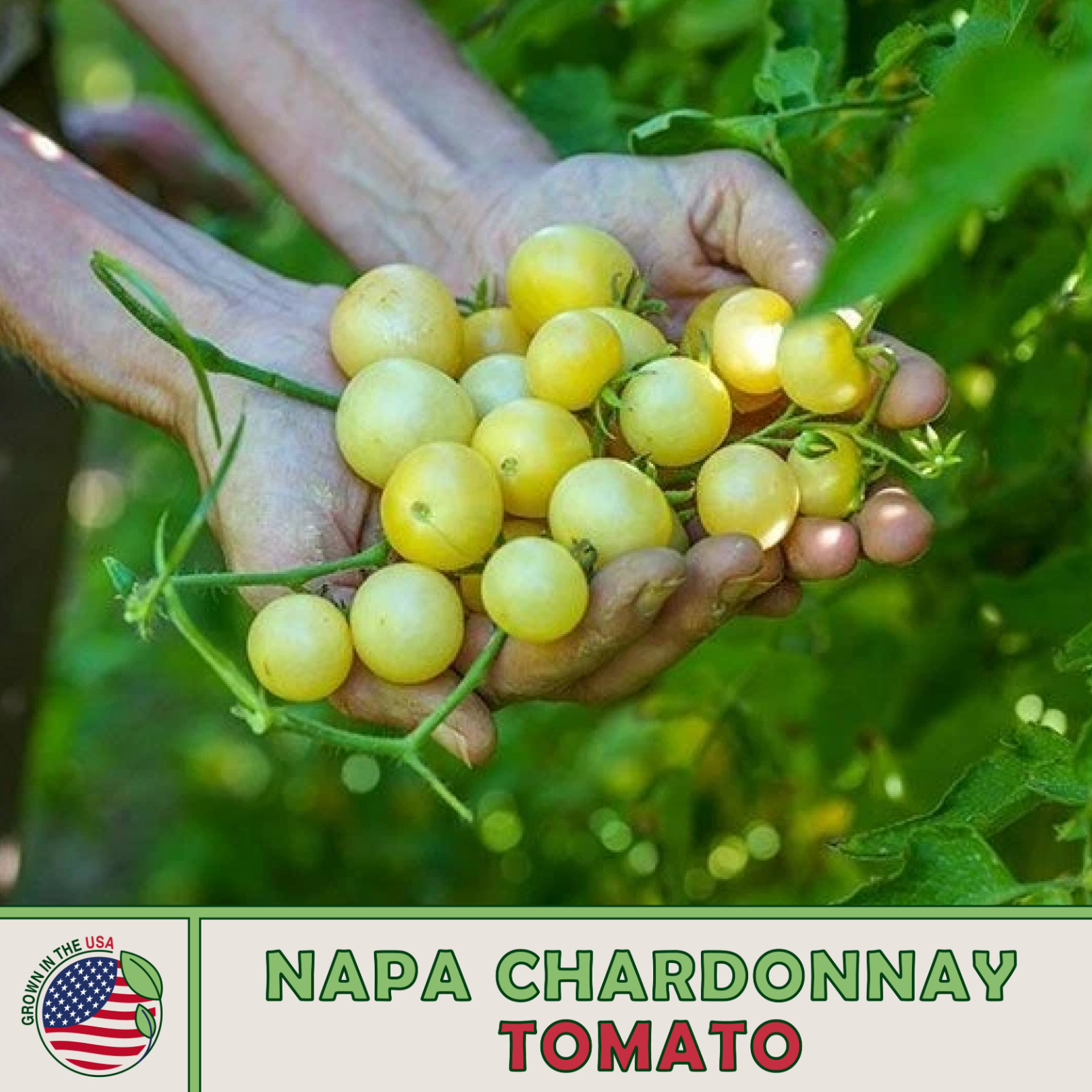 10 Napa Chardonnay Cherry Tomato Seeds, Rare, Artisan Variety, Non-GMO