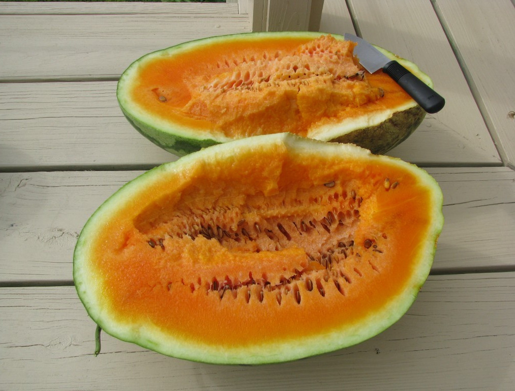 25+ Orangeglo Watermelon Seeds – LARGE – SWEET – 20 to 30 pounds – NON GMO