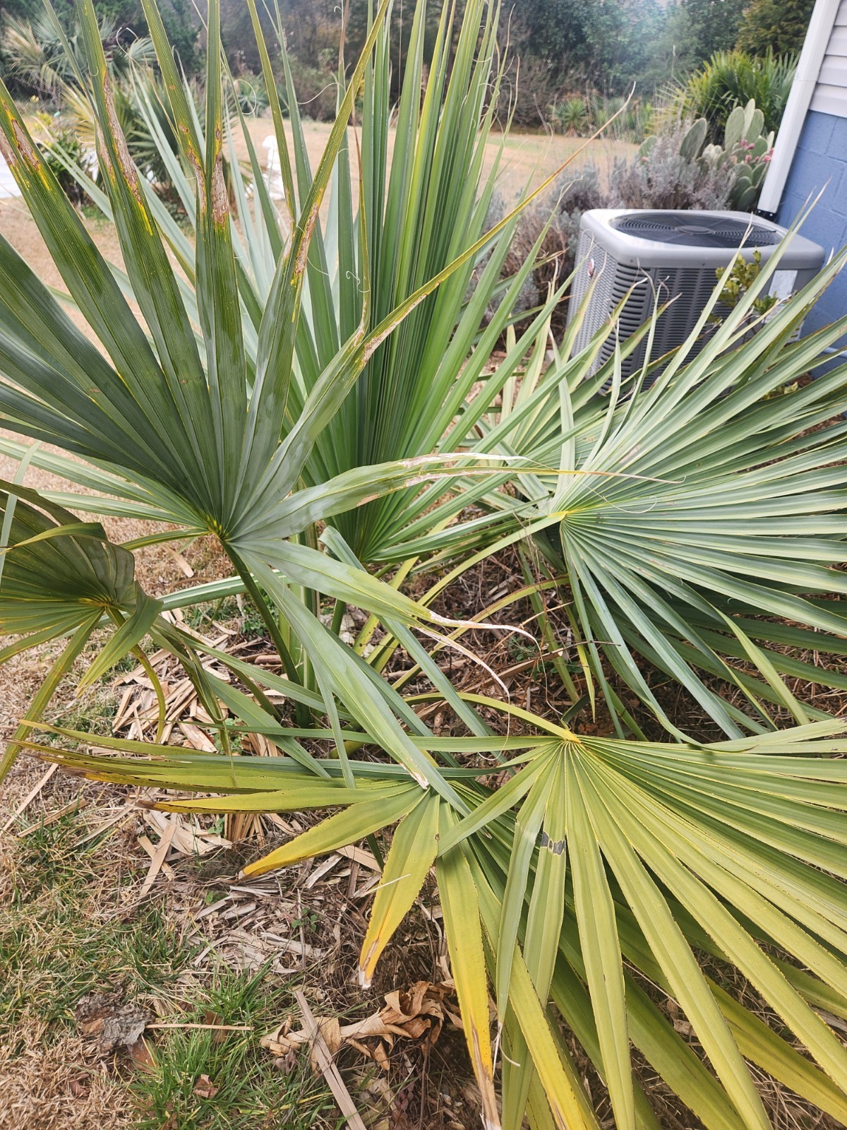 20 Palm Seeds Of Various Species