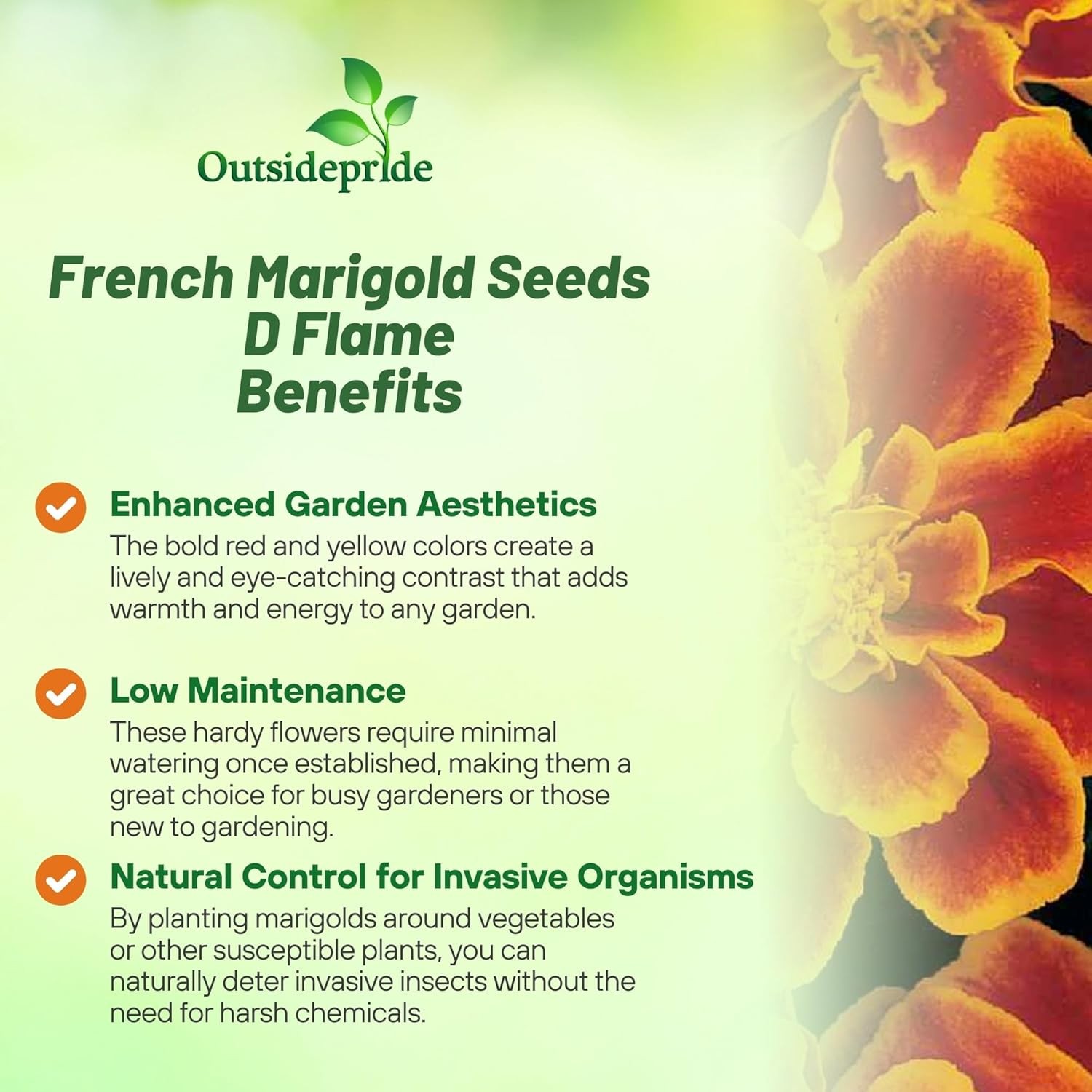 500 Seeds French Marigold Tagetes Patula Durango Flame Flower Seeds
