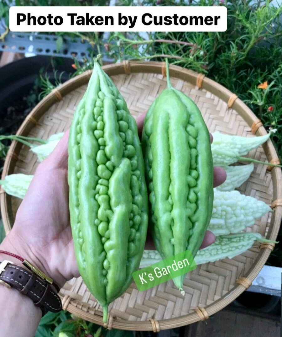 SHORT GREEN SKIN BITTER MELON SEEDS – KHỔ QUA TRÁI LÙN (5 pcs)
