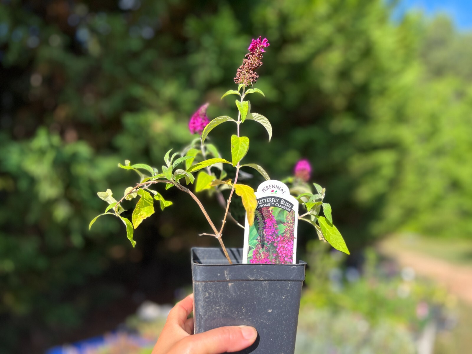 Butterfly Bush / Buzz Live Plant, Long-blooming & Easy to Grow 3-4″ Pot
