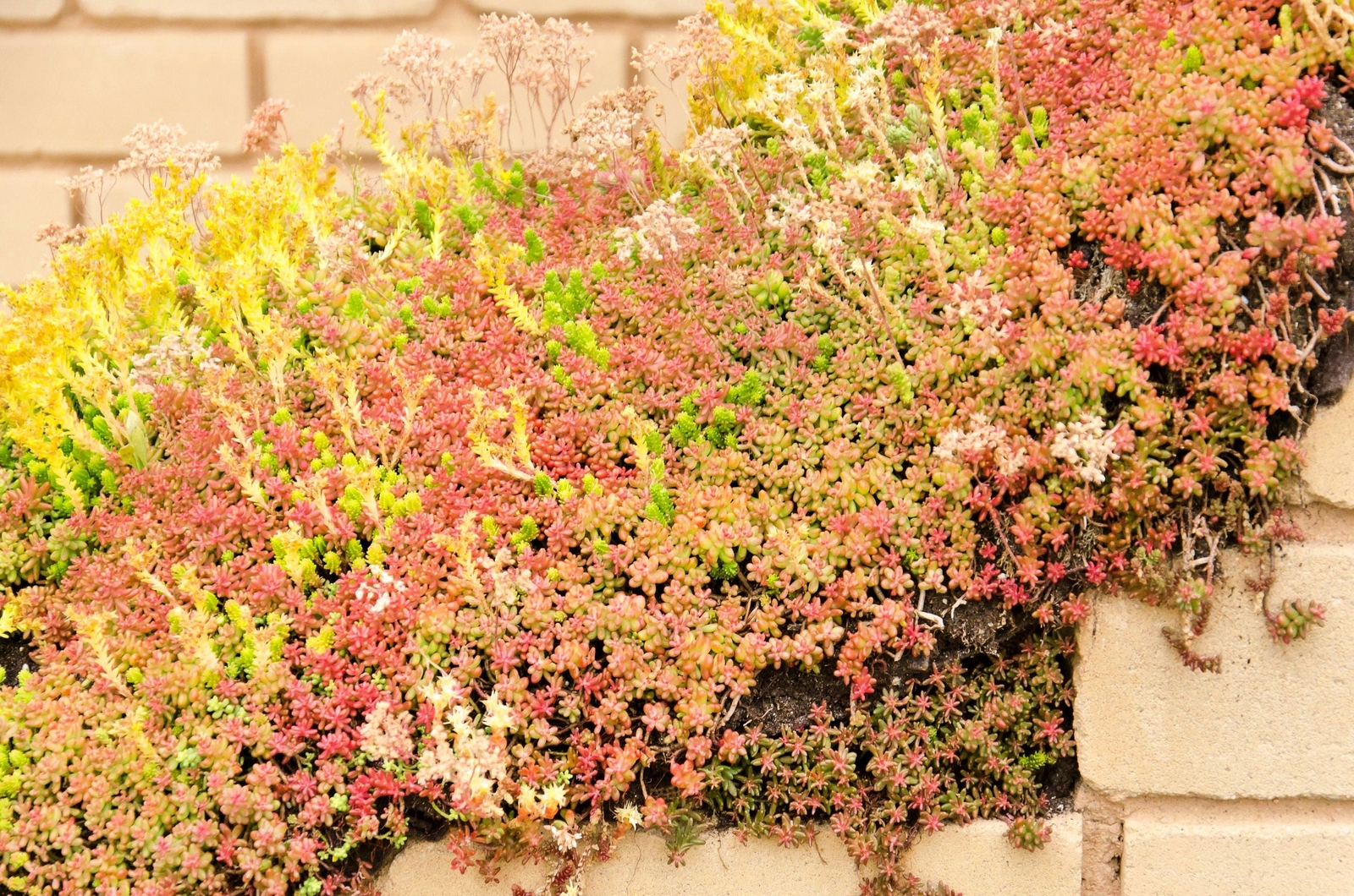 150 MIXED SEDUM Stonecrop Succulent Groundcover Red Pink Purple + Flower Seeds