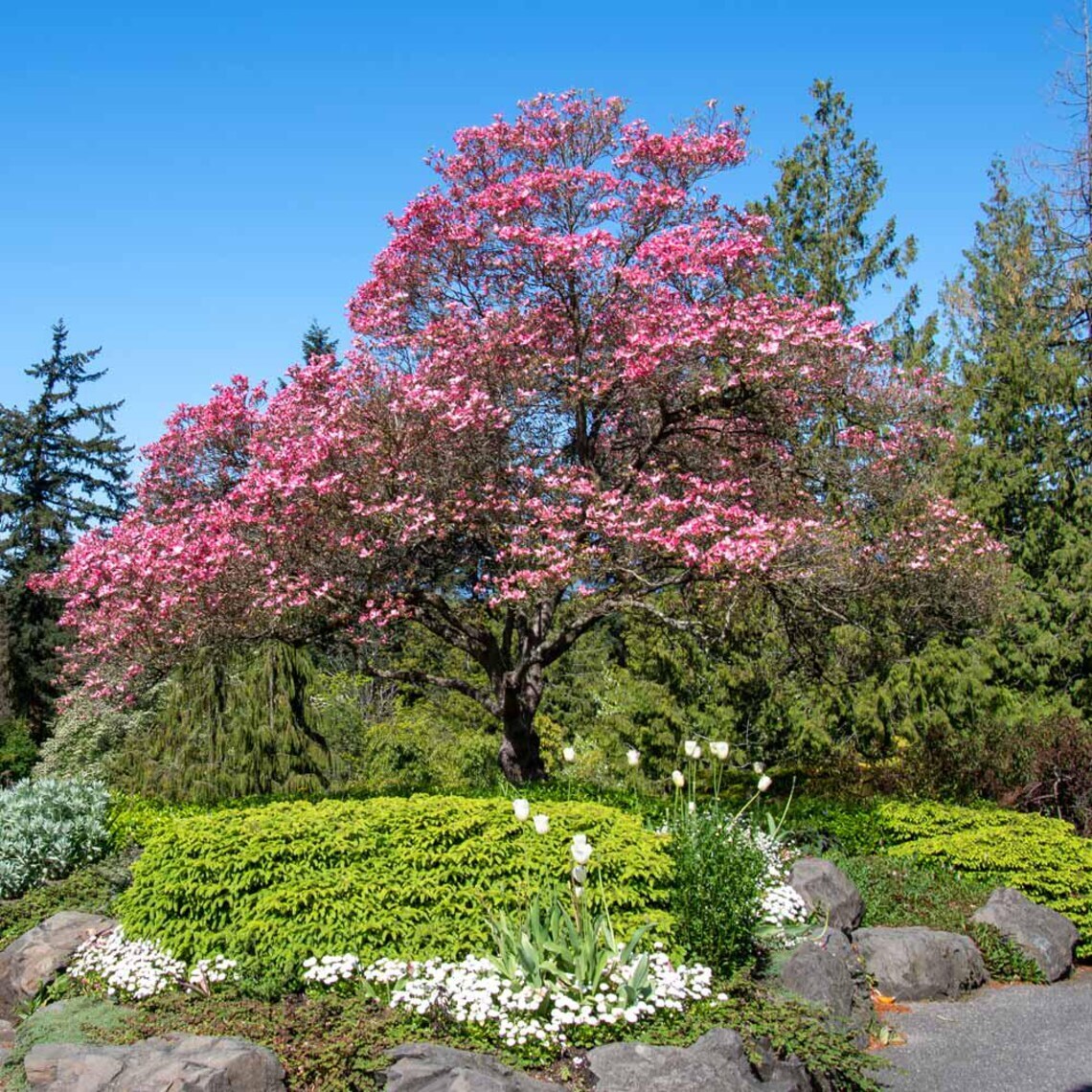 Pink Flowering Dogwood Tree Seeds – Cornus florida var. rubra Size: 5-20