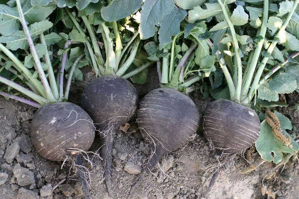 Black Spanish Round Radish Seeds, Spicy, NON-GMO, Variety Sizes, FREE SHIP
